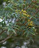 Eberesche (Sorbus)