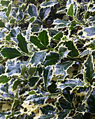 Ilex aquifolium