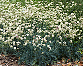 Bergfenchel (Seseli montanum)