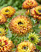 Rudbeckia Enchanted Nightfall