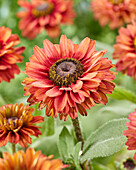 Rudbeckia Enchanted Romance