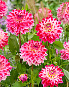 Dahlie (Dahlia) 'Seniors Dream'