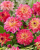 Dahlie (Dahlia) 'Prinzessa'