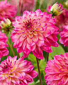 Dahlia Loe's, Dahlia Loes