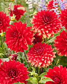 Dahlia Garden Wonder