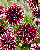 Dahlia Tartan