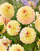 Dahlia Double Jill