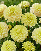 Dahlie (Dahlia) 'VW 10-2021-J'