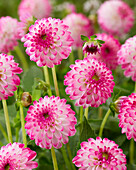 Dahlia Pink Isa