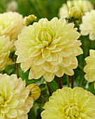 Dahlie (Dahlia) 'VW 10-2021-J'