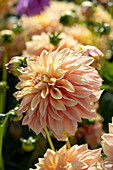 Dahlie (Dahlia) 'Tyrell'