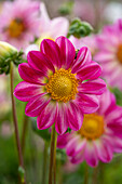 Dahlia Pink Emperor