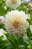 Dahlia Cafe au Lait