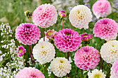 Dahlia Wizard Mix