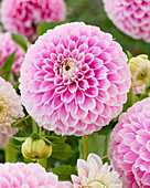 Dahlie (Dahlia) 'M.L. Wit Roze'