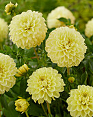 Dahlie (Dahlia) 'Yellow Heaven'