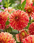 Dahlia Irish Pinwheel