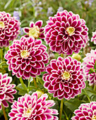 Dahlie (Dahlia) 'Jowey 18-02'