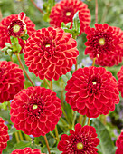 Dahlia Jescot Lingold