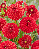 Dahlia Jescot Lingold