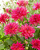 Dahlia 2341