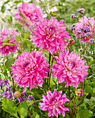 Dahlie (Dahlia) 'Liz'