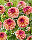 Dahlia Palmares