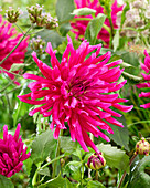 Dahlie (Dahlia) '2381'