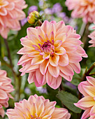 Dahlie (Dahlia) 'Piet Mondriaan'