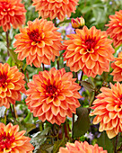 Dahlie (Dahlia) 'Summer Glow'