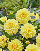 Dahlie (Dahlia) 'Sisa'