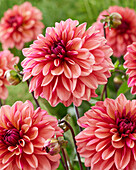 Dahlia 2345