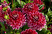 Dahlia Mister Optimist