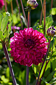 Dahlia Merlot Magic