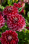 Dahlia Mister Optimist