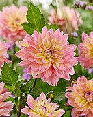 Dahlie (Dahlia) 'Piet Mondriaan'