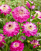 Dahlie (Dahlia) 'Kivaro'