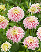 Dahlie (Dahlia) 'Pink Impact'