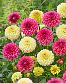 Dahlia Isa Candy, Isa Favourite