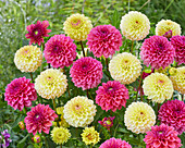 Dahlia Isa Candy, Isa Favourite