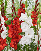 Gladiole (Gladiolus), Kombination