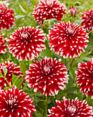 Dahlia Davos