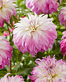 Dahlie (Dahlia) 'Pink Petticoat'