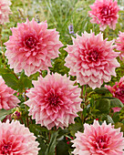 Dahlia Otto's Thrill, Dahlia Ottos Thrill