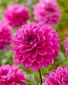 Dahlie (Dahlia) 'VW 6-2021-F'