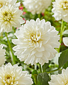 Dahlie (Dahlia) 'Zaailing Wit'