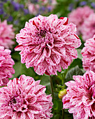 Dahlie (Dahlia) 'Go Go Speckled'