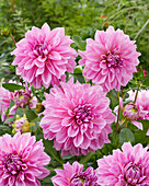 Dahlie (Dahlia) 'Lavender Perfection'