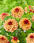 Dahlia Creme de Cognac