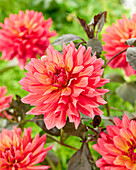 Dahlia 2210